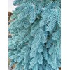 Royal Christmas Ель искусственная голубая Bronx Premium 150 см
