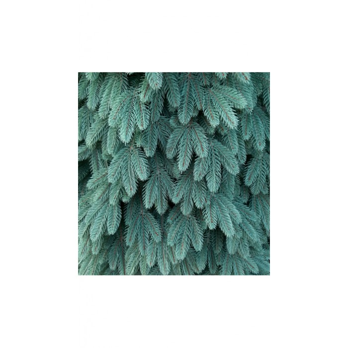 Ёлка искусственная Бельгийская голубая 210 см